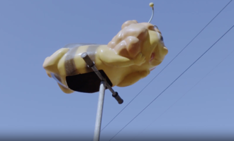 Bees In The Algarve 2026 01 09