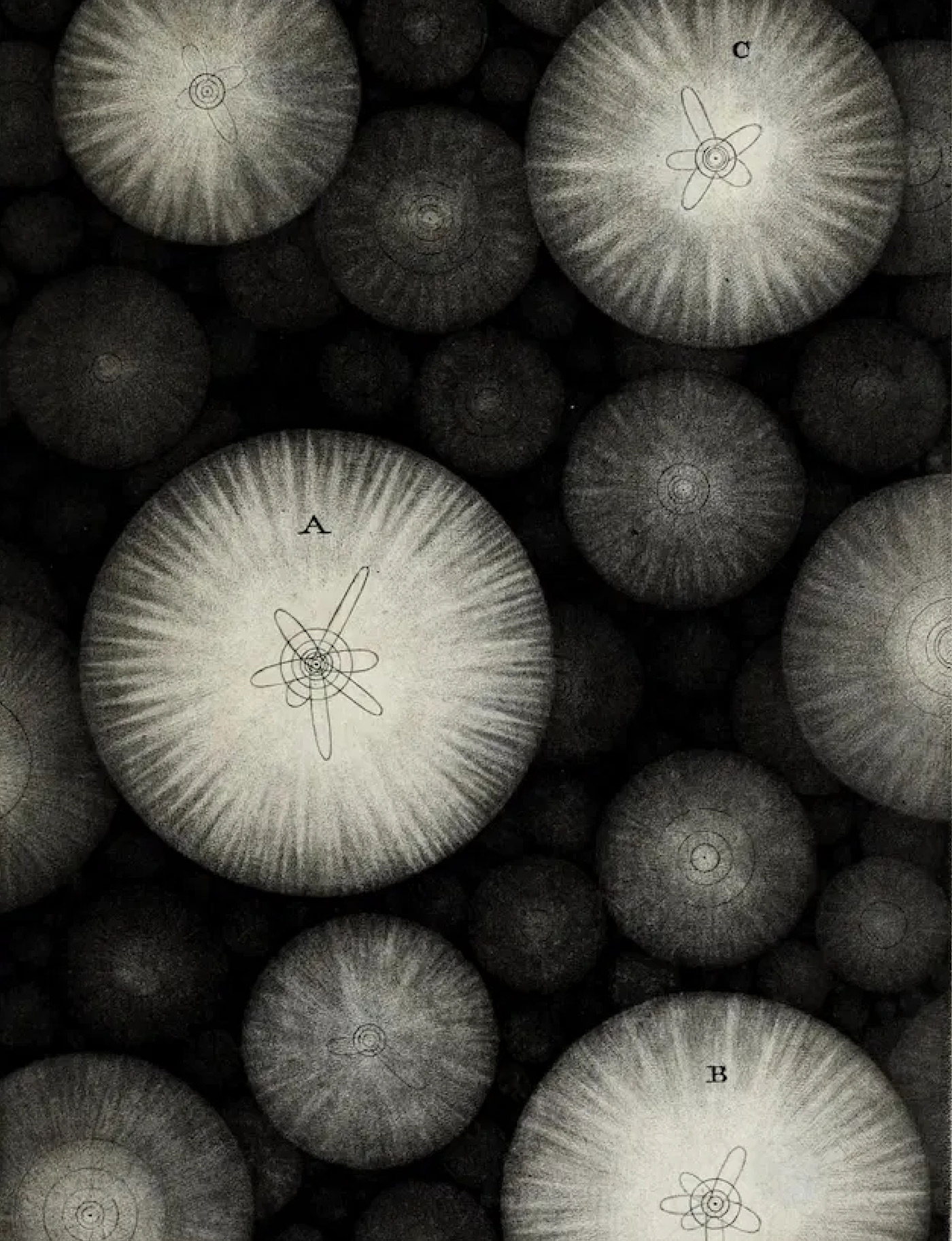 Conversation On Ecology Peter Wolfendale Thomas Moynihan 1